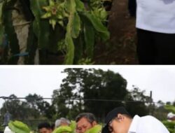 Bupati Tapanuli Utara Kunjungi Queens Farm dan Hadiri Pesta Adat di Pangaribuan.