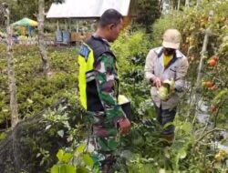 Dukung Perekonomian Warga di Wilayah Binaan, Babinsa Dampingi Petani Panen Tanaman Sayur Kol.