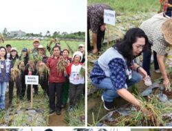 Wakil Bupati Humbahas Panen Bawang Merah