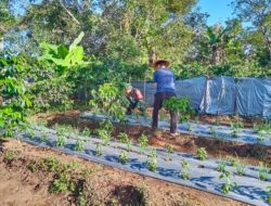 Maksimalkan Pertumbuhan Tanaman Cabai, Babinsa Bantu Petani Pembersihan Gulma.