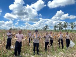 Brimob Aramiyah Bersama Kelompok Tani Benteng Anyer Panen Raya Perdana Jagung Meningkatkan Ketahan Pangan dan Pemanfaatan Lahan di Desa Benteng Anyer Kec. Manyak Payed Kab. Aceh Tamiang