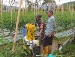 Tingkatkan Produksi, Babinsa Dampingi Petani Menyemprot Hama pada Tanaman Tomat