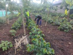 Babinsa Jalin Komunikasi Sosial Dengan Petani Kopi