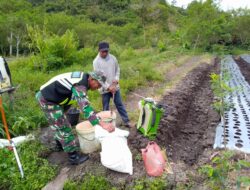 Sukseskan Ketahanan Pangan, Babinsa Dampingi Petani Bawang Merah