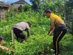 Polsek Marga Rutin Perawatan Ketahanan Pangan Tumpang Sari