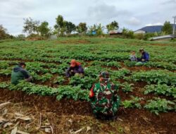 Babinsa Memberikan Motivasi Kepada Warga Desa Binaan Tentang Perawatan Tanaman Kentang