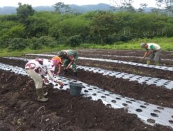 Turun Langsung Dampingi Petani, Babinsa Bantu Tanam Bibit Bawang Merah