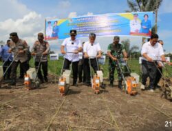 Bupati Kabupaten Tapanuli Utara Intens Menanam Jagung Harapkan Panen Raya Berlimpah.