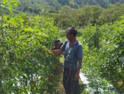 Babinsa Dampingi Pemeliharaan Tanaman Tomat Warga Binaan
