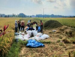 Bersatu Bersama Petani, Babinsa Turun Langsung Dalam Panen Padi di Desa Samsam