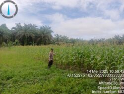 Bhabinkamtibmas Aktif Dukung Program Gizi Nasional Lewat Kebun Warga