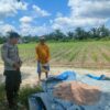 Bersama Petani, Polsek Pangkalan Kerinci Pastikan Tanaman Jagung Tumbuh Subur