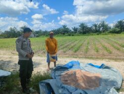 Bersama Petani, Polsek Pangkalan Kerinci Pastikan Tanaman Jagung Tumbuh Subur
