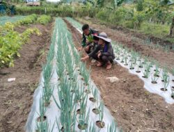 Babinsa Dampingi Petani Cek Pertumbuhan Tanaman Bawang