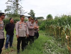 Kapolres Aceh Tengah Tinjau Lahan Produktif dan P2B Dukung Ketahanan Pangan