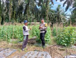 Sambangi Petani, Polsek Pangkalan Lesung Cari Solusi Permasalahan Pangan