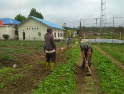 Babinsa Koramil 06/Jagung Bantu Petani Untuk Perawatan Tanaman Kentang