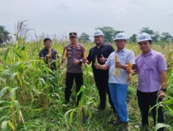 Polsek Ukui Pimpin Panen Jagung Perdana, Dorong Kemandirian Pangan Nasional