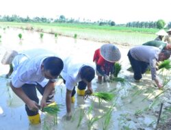 WABUP ACEH TAMIANG IKUTI GERAKAN TANAM PADI SERENTAK