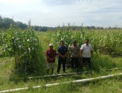 Dukung Ketahanan Pangan, Bhabinkamtibmas Tinjau Lahan Jagung Tumpang Sari di PT. Serikat Putra