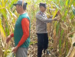 Polres Aceh Tengah Gelar Panen Raya Jagung di Blang Balik, Hasil Capai 3.000 Kg