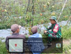 Tingkatkan Produksi Pertanian, Babinsa Komsos Dengan Petani Tomat.