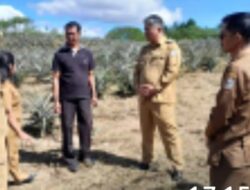 Wakil Bupati Taput Tinjau Lahan Nenas Terdampak Virus di Sipahutar.