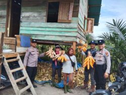 Polsek Pangkalan Kuras Hadiri Panen Jagung Pipil Program Ketahanan Pangan di Desa Sorek Dua