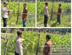 Dukung Ketahanan Pangan Nasional, Bhabinkamtibmas Langgam Monitoring Tanaman Jagung di PT. Peputra Supra Jaya