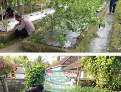 Anggota Polsek Laksanakan kegiatan Kerambitan Perawatan Tanaman Cabai