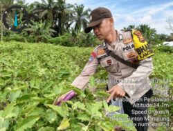 Bhabinkamtibmas Langgam Tinjau Kebun Pekarangan Bergizi Milik Warga, Dukung Program Asta Cita Presiden