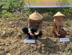 Langkah Nyata Jaga Ketahanan Pangan, Jagung Ditanam Serentak di Kerumutan