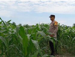 Bhabinkamtibmas Cek Tanaman Jagung di Km55 Pangkalan Kerinci, Tanaman Sehat dan Aman