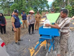 Panen Raya Jagung Binaan Polres Aceh Tengah Capai Hasil 36 Ton Di Kampung Mulie