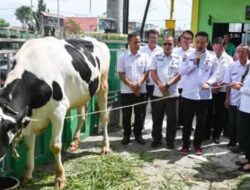 Bupati Humbahas Terima Bantuan Sapi Kurban dari Gubsu
