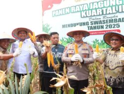 Dukung Swasembada Pangan 2025, Kapolres Pelalawan Ikut Panen Raya Jagung Serentak