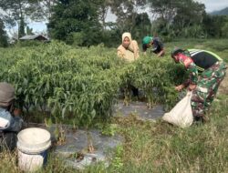 Babinsa Bantu Petani Panen Cabai, Dorong Ketahanan Pangan