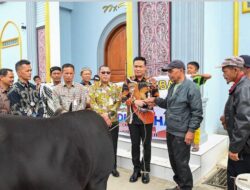 Bupati Humbahas Serahkan 1 Ekor Sapi Kurban Kepada Pengurus Masjid Barangan Sihite .