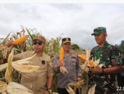 Bupati Taput Hadiri Panen Raya Jagung Serentak