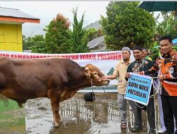 Bupati Humbahas Serahkan Bantuan Sapi Kurban Presiden dan Wakil Presiden di Kecamatan Tarabintang dan Parlilitan.