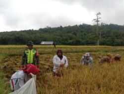 Dukung Ketahanan Pangan, Babinsa Dampingi Petani Pasca Panen Padi