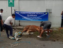 Pemotongan hewan Qurban dalam Rangka Hari Raya Idul Adha1446.H,Samsat Ciayumajakuning dilaksanakan di Samsat Kabupaten Cirebon Sumber