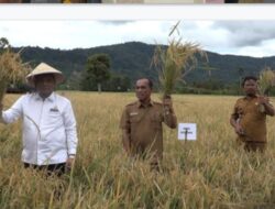 Bupati Taput bersama Forkopimda Panen Raya Padi di Purbatua.