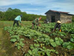 Babinsa Dampingi Petani Merawat Tanaman Kol, Untuk Sukseskan Ketahanan Pangan