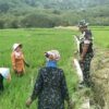 Babinsa Turun Langsung Ke Sawah Mengecek Pertumbuhan Tanaman Padi.