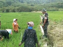 Babinsa Turun Langsung Ke Sawah Mengecek Pertumbuhan Tanaman Padi.