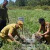 Bupati Humbahas Bersama UPT, BSTPH Sumut, Panen Bawang Merah di Paranginan.