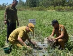 Bupati Humbahas Bersama UPT, BSTPH Sumut, Panen Bawang Merah di Paranginan.