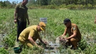 Bupati Humbahas Bersama UPT, BSTPH Sumut, Panen Bawang Merah di Paranginan.