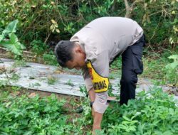 Menjaga Ketahanan Pangan, Polsek Pangkalan Lesung Turun ke Desa